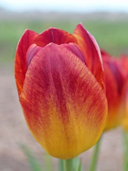 Tulipa Triump Amberglow